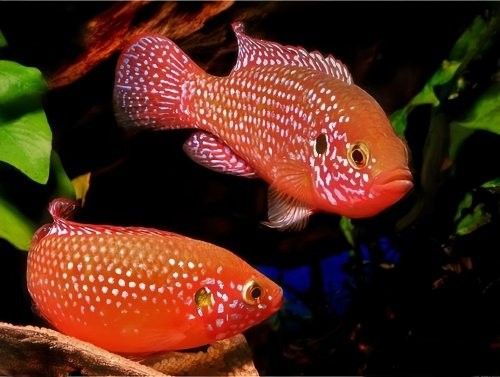紅寶石魚和龍魚混養(yǎng)需要多大的魚缸（寶石魚和龍魚混養(yǎng)的魚缸大小取決于多種因素）