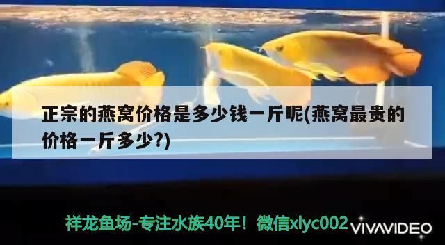 正宗的燕窩價格是多少錢一斤呢(燕窩最貴的價格一斤多少?)（正宗的燕窩價格是多少錢一斤呢）