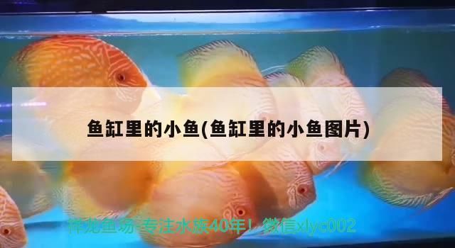 魚缸里的小魚(魚缸里的小魚圖片)（魚缸里的小魚怎么養）