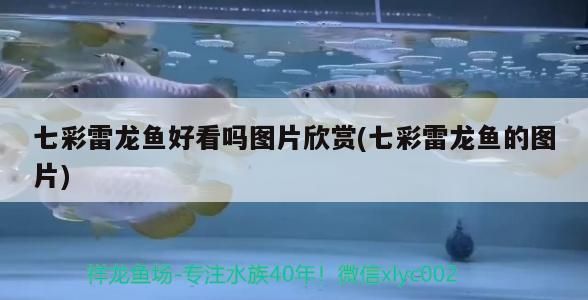 七彩雷龍魚好看嗎圖片欣賞(七彩雷龍魚的圖片)（七彩虹雷龍魚好看嗎，七彩雷龍魚好看嗎）