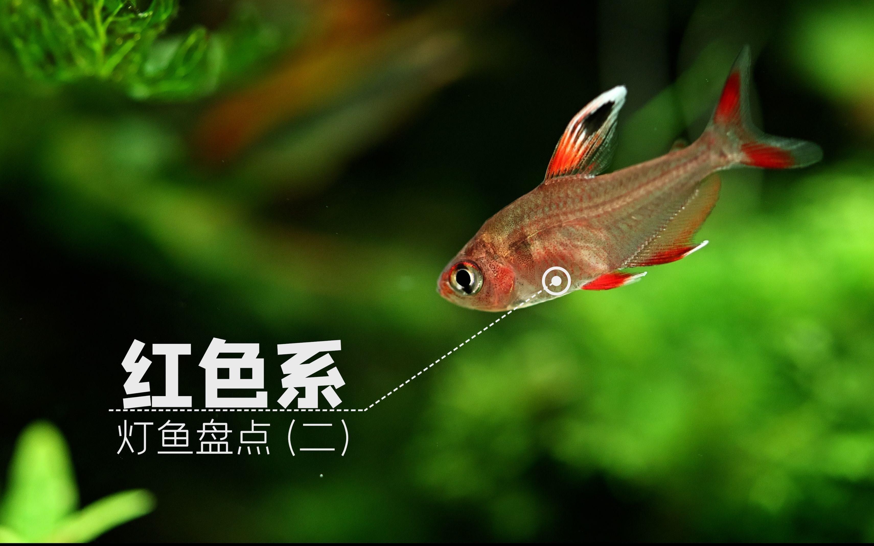 有什么紅色的魚（30種紅色系孔雀魚大揭秘哪種最適合你30種紅色系孔雀魚大揭秘） 有什么紅色的魚（30種紅色系孔雀魚大揭秘哪種最適合你30種紅色系孔雀魚大揭秘） 觀賞魚百科 第4張