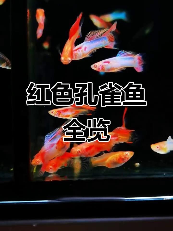 有什么紅色的魚（30種紅色系孔雀魚大揭秘哪種最適合你30種紅色系孔雀魚大揭秘） 有什么紅色的魚（30種紅色系孔雀魚大揭秘哪種最適合你30種紅色系孔雀魚大揭秘） 觀賞魚百科 第1張
