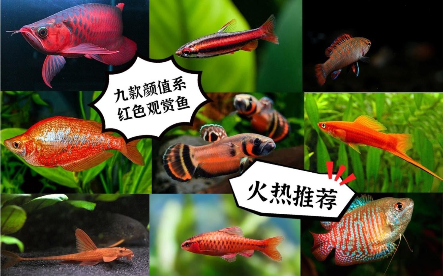 有什么紅色的魚（30種紅色系孔雀魚大揭秘哪種最適合你30種紅色系孔雀魚大揭秘） 有什么紅色的魚（30種紅色系孔雀魚大揭秘哪種最適合你30種紅色系孔雀魚大揭秘） 觀賞魚百科 第2張