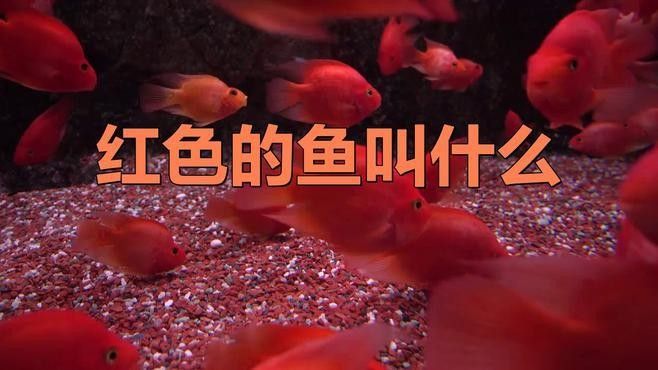有什么紅色的魚（30種紅色系孔雀魚大揭秘哪種最適合你30種紅色系孔雀魚大揭秘） 有什么紅色的魚（30種紅色系孔雀魚大揭秘哪種最適合你30種紅色系孔雀魚大揭秘） 觀賞魚百科 第8張