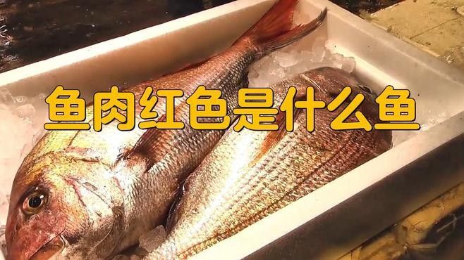 有什么紅色的魚（30種紅色系孔雀魚大揭秘哪種最適合你30種紅色系孔雀魚大揭秘） 有什么紅色的魚（30種紅色系孔雀魚大揭秘哪種最適合你30種紅色系孔雀魚大揭秘） 觀賞魚百科 第7張