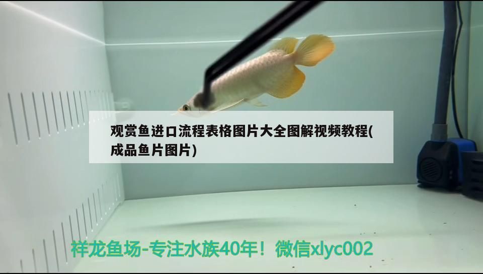 觀賞魚進(jìn)口流程表格圖片大全圖解視頻教程(成品魚片圖片) 觀賞魚進(jìn)口流程表格圖片大全圖解視頻教程(成品魚片圖片) 觀賞魚百科 第2張