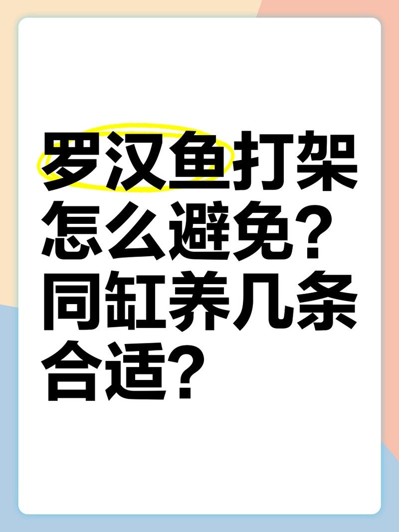 羅漢魚攻擊性強怎么辦？（如何應對羅漢魚的攻擊性行為）