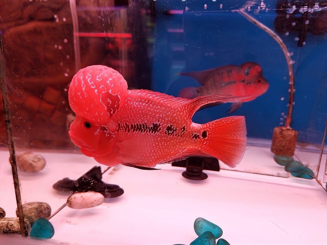 羅漢魚攻擊性強怎么辦？（如何應對羅漢魚的攻擊性行為）