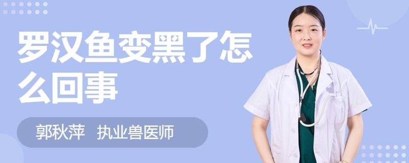 羅漢魚攻擊性強怎么辦？（如何應對羅漢魚的攻擊性行為）
