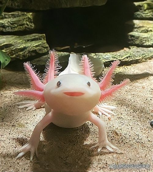恐龍魚多久換一次水？（恐龍魚多久換一次水最好） 恐龍魚多久換一次水？（恐龍魚多久換一次水最好） 龍魚百科 第5張