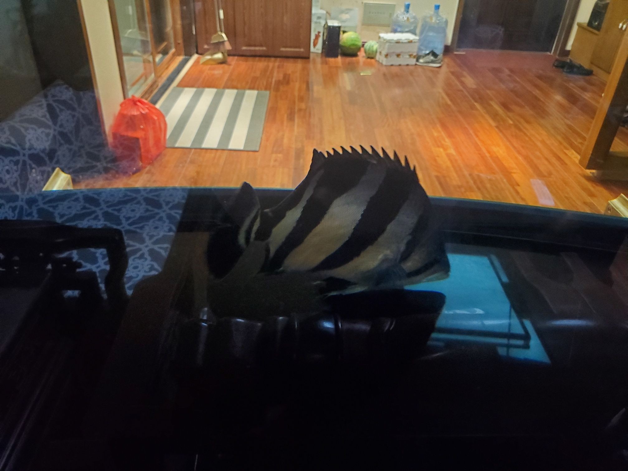 沒有開燈龍魚是不是開始發色（探究龍魚發色現象與環境因素的關系）