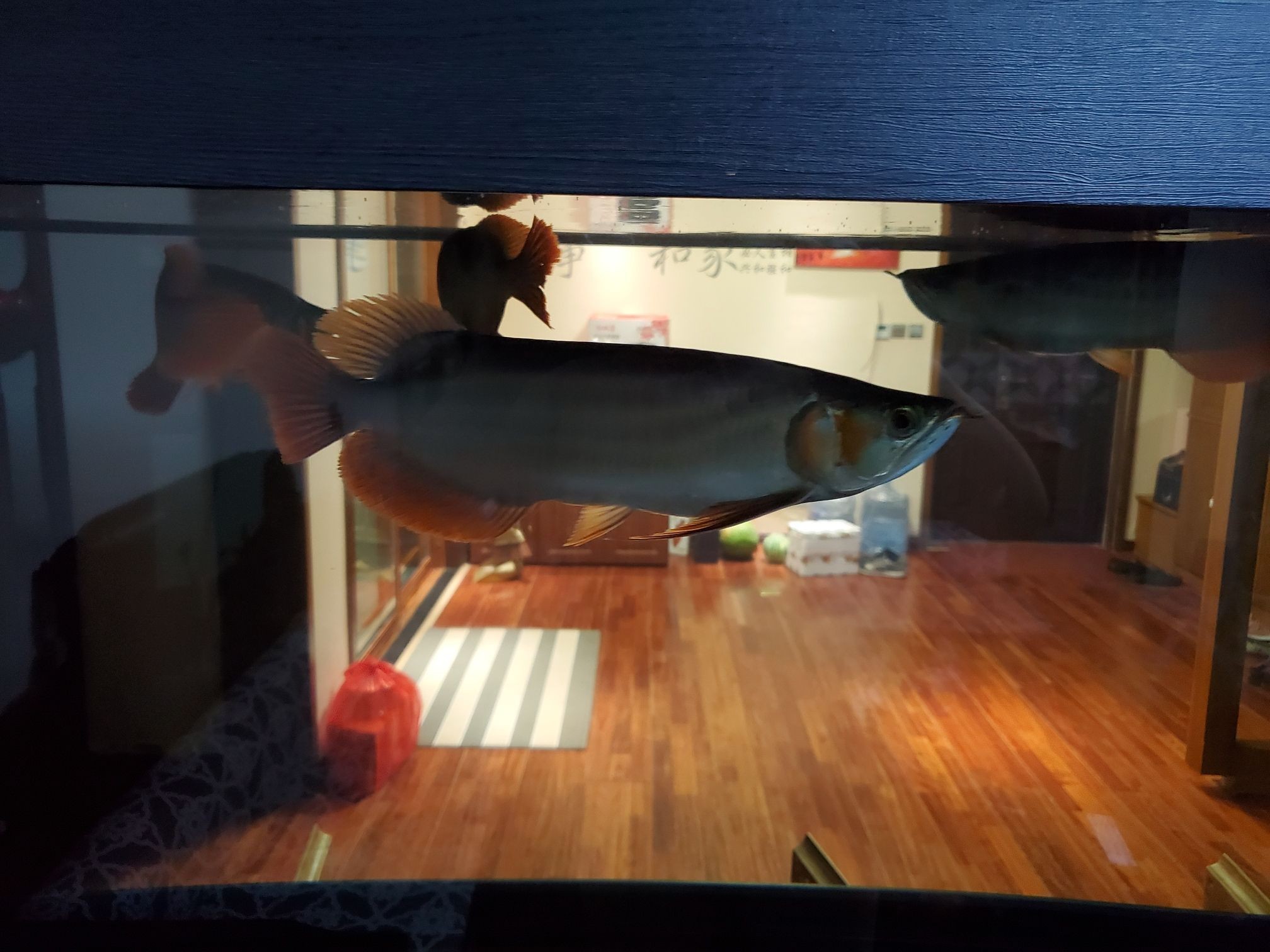 沒有開燈龍魚是不是開始發色（探究龍魚發色現象與環境因素的關系）