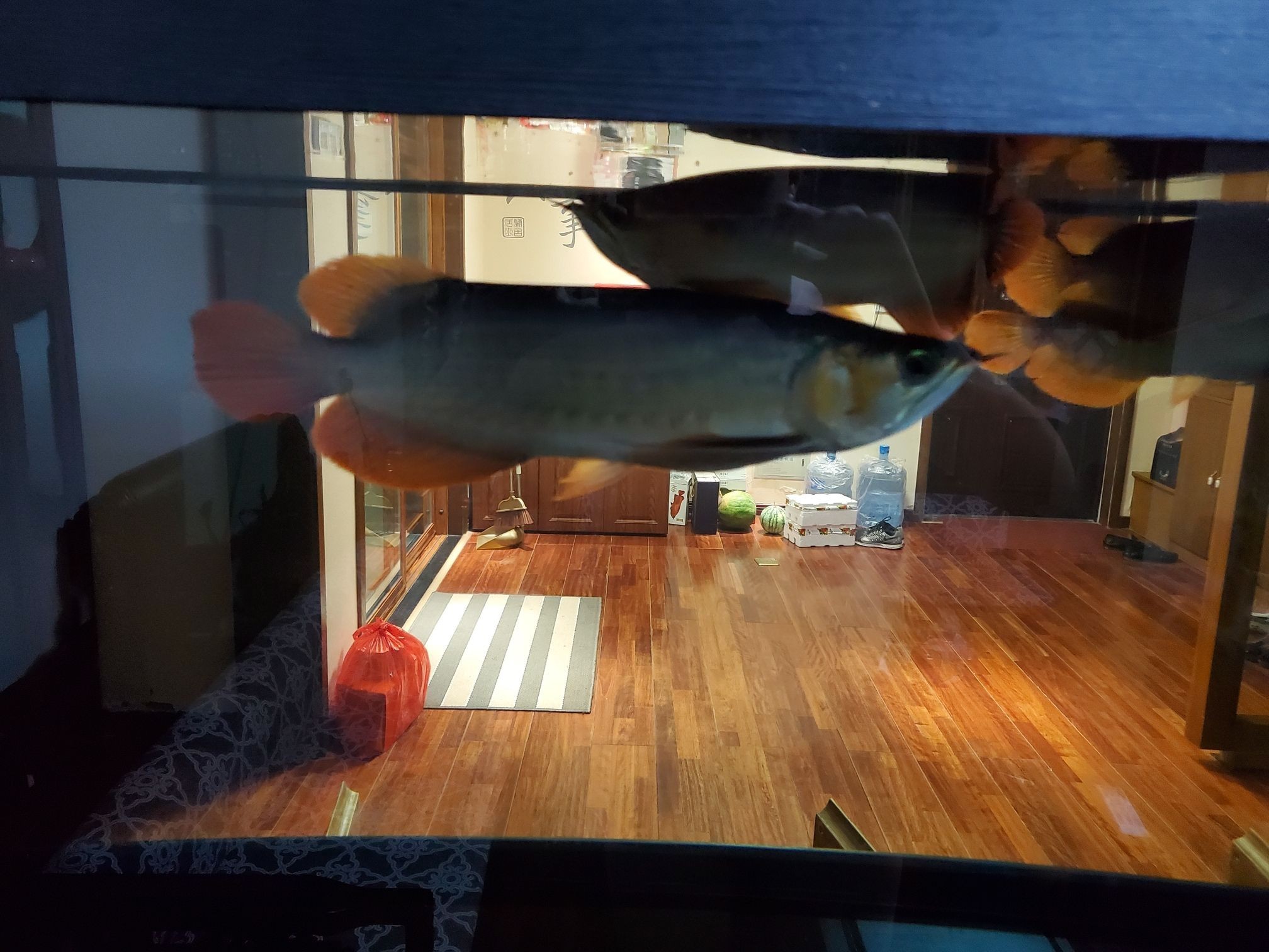 沒有開燈龍魚是不是開始發色（探究龍魚發色現象與環境因素的關系）