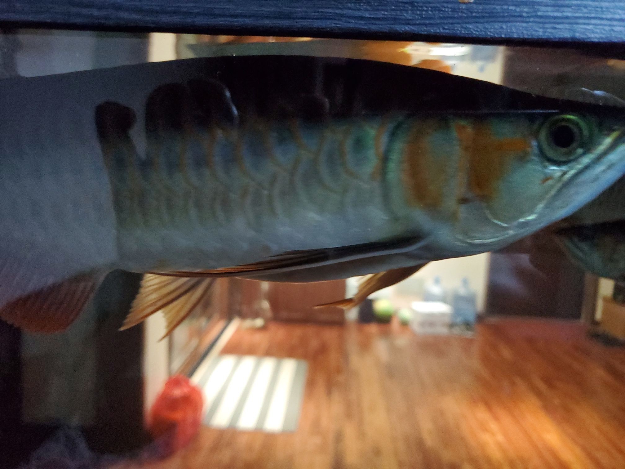 沒有開燈龍魚是不是開始發色（探究龍魚發色現象與環境因素的關系）