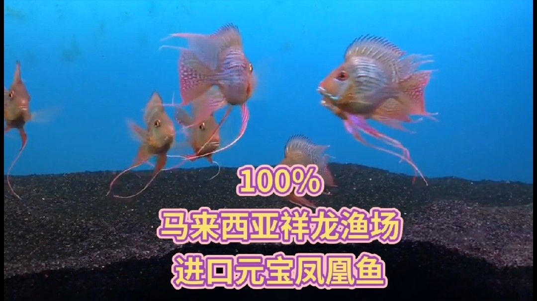 蘭西哪個(gè)水族館龍魚(yú)好？祥龍魚(yú)場(chǎng)龍魚(yú)（蘭西水族館飼養(yǎng)指南） 蘭西哪個(gè)水族館龍魚(yú)好？祥龍魚(yú)場(chǎng)龍魚(yú)（蘭西水族館飼養(yǎng)指南） 龍魚(yú)百科 第13張