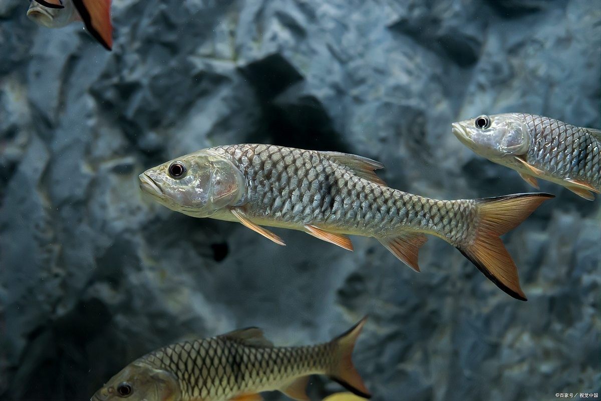 龍魚充血治療期間需要加溫嗎 龍魚充血治療期間需要加溫嗎 龍魚百科 第4張