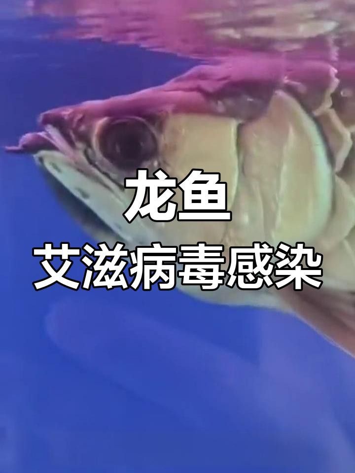 龍魚病毒性感染癥狀 龍魚病毒性感染癥狀 觀賞魚百科 第1張