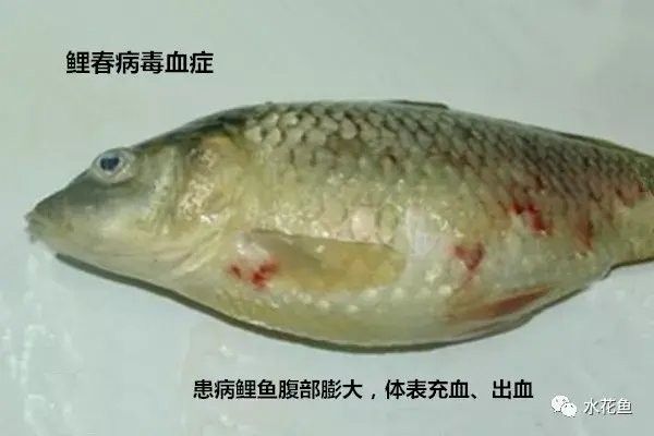 龍魚病毒性感染癥狀 龍魚病毒性感染癥狀 觀賞魚百科 第4張