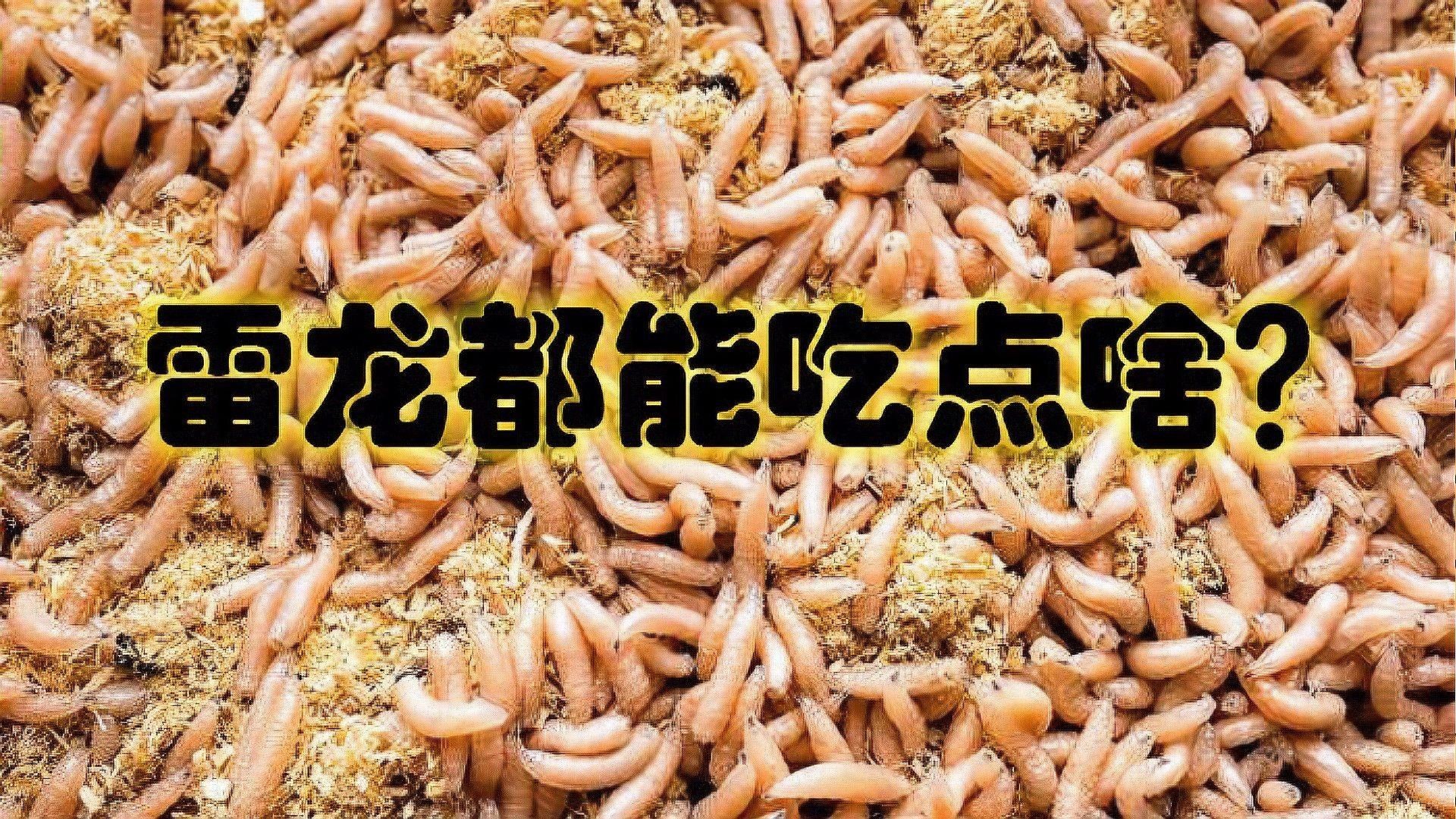 雷龍魚多久喂一次？（雷龍魚喂食頻率是維持水質(zhì)和健康的關(guān)鍵因素之一，雷龍魚喂食頻率） 雷龍魚多久喂一次？（雷龍魚喂食頻率是維持水質(zhì)和健康的關(guān)鍵因素之一，雷龍魚喂食頻率） 龍魚百科 第2張