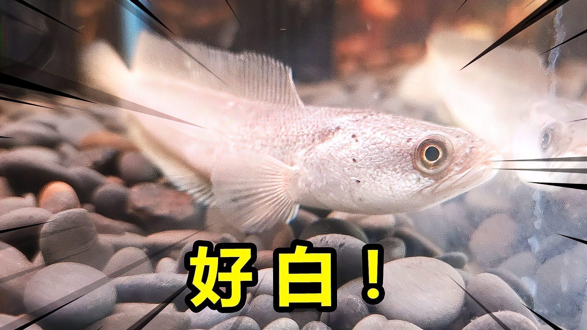 哪種白色雷龍魚品種最稀有