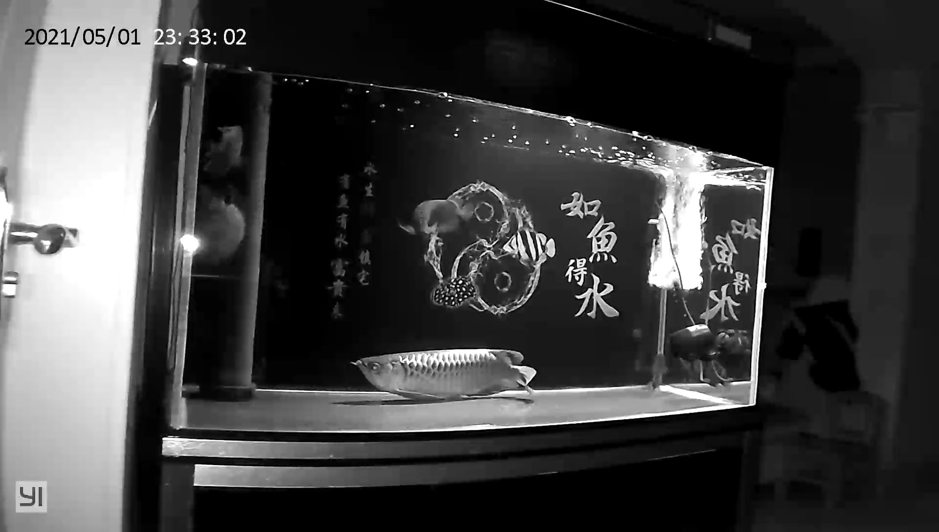 龍魚趴缸終于恢復了（河州魚友：龍魚趴缸終于恢復了，經過一段時間的觀察和調整）
