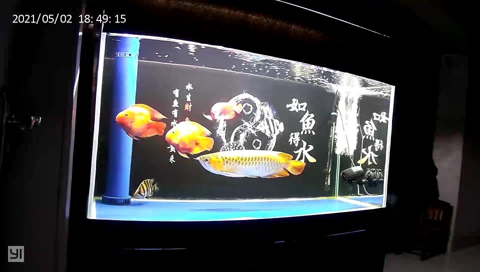 龍魚趴缸終于恢復了（河州魚友：龍魚趴缸終于恢復了，經過一段時間的觀察和調整）