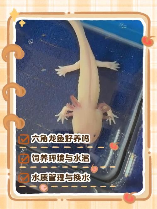 能分享一些六角龍魚的飼養技巧嗎（六角恐龍的飼養技巧）