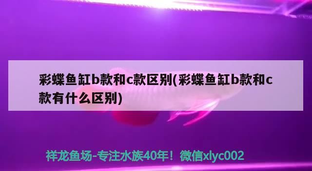 紅龍魚用黃燈烤有用嗎 彩蝶魚缸b款和c款區(qū)別(彩蝶魚缸b款和c款有什么區(qū)別)(彩蝶魚缸b款和c款區(qū)別) 觀賞魚百科 彩蝶魚缸b款和c款區(qū)別(彩蝶魚缸b款和c款有什么區(qū)別)(彩蝶魚缸b款和c款區(qū)別) 彩蝶魚缸b款和c款區(qū)別(彩蝶魚缸b款和c款有什么區(qū)別)(彩蝶魚缸b款和c款區(qū)別) 觀賞魚百科