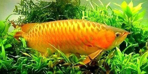 雞西哪個(gè)水族館龍魚(yú)好？祥龍魚(yú)場(chǎng)龍魚(yú)