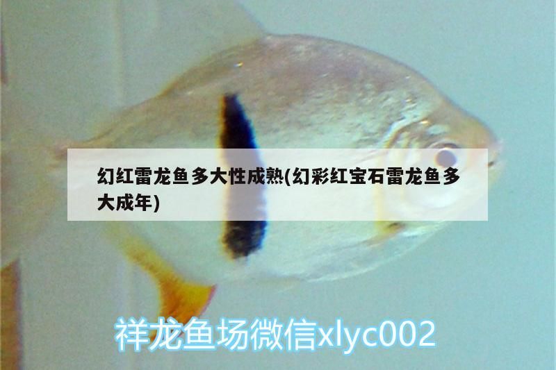 給大魚缸換水的作文:體驗給大魚缸換水的樂趣:體驗給大魚缸換水:給大魚缸換水的作文 幻紅雷龍魚多大性成熟(幻彩紅寶石雷龍魚多大成年) 觀賞魚百科 幻紅雷龍魚多大性成熟(幻彩紅寶石雷龍魚多大成年) 幻紅雷龍魚多大性成熟(幻彩紅寶石雷龍魚多大成年) 觀賞魚百科