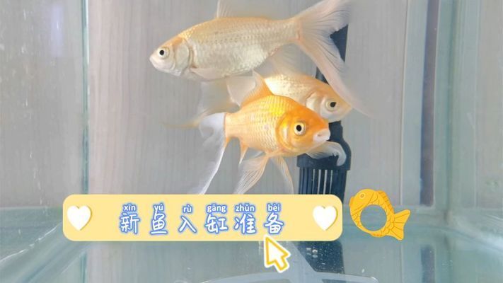 北京哪里賣紅龍魚的最多（