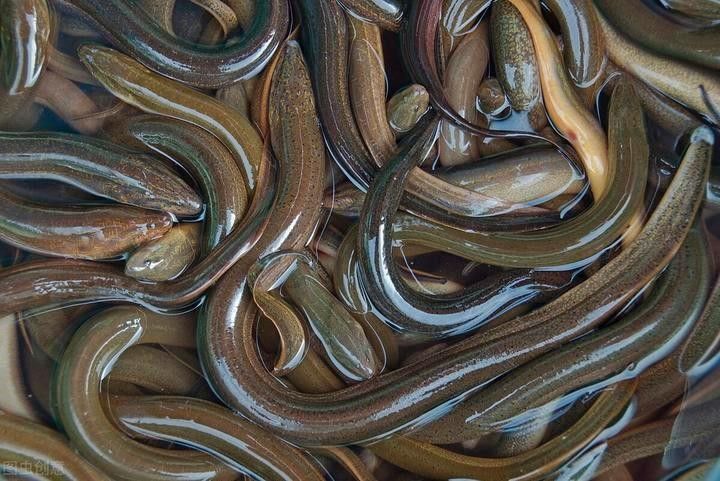 龍魚和鯉魚能混養嗎圖片大全(鯉魚和龍在一起寓意)（龍魚和鯉魚能不能混養） 龍魚和鯉魚能混養嗎圖片大全(鯉魚和龍在一起寓意)（龍魚和鯉魚能不能混養） 觀賞魚百科 第3張