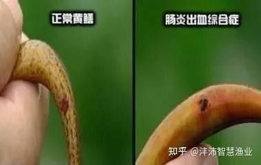 龍魚和鯉魚能混養嗎圖片大全(鯉魚和龍在一起寓意)（龍魚和鯉魚能不能混養） 龍魚和鯉魚能混養嗎圖片大全(鯉魚和龍在一起寓意)（龍魚和鯉魚能不能混養） 觀賞魚百科 第5張