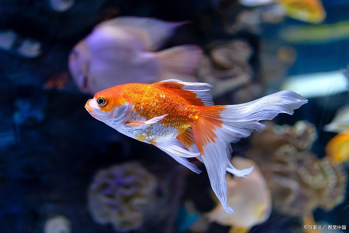 龍魚眼球變白會自愈嗎（龍魚眼球變白不會自愈，3步急救法讓你輕松解決龍魚眼球變白）