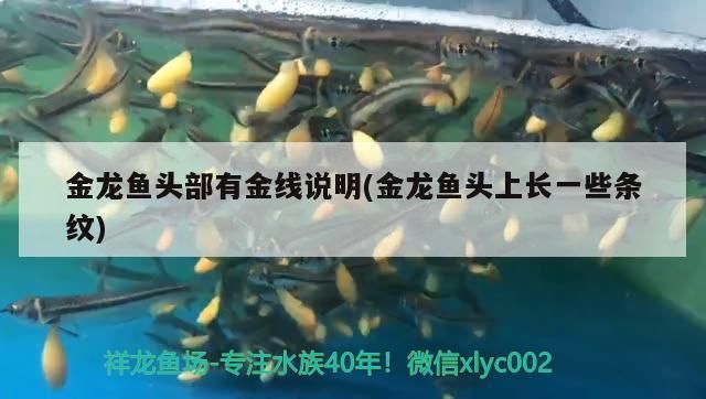 手游方舟困難模式有哪些恐龍，水立方附近好吃的涮肉有哪些（《方舟生存進化》這個游戲的恐龍是我們游戲中最好的幫手）