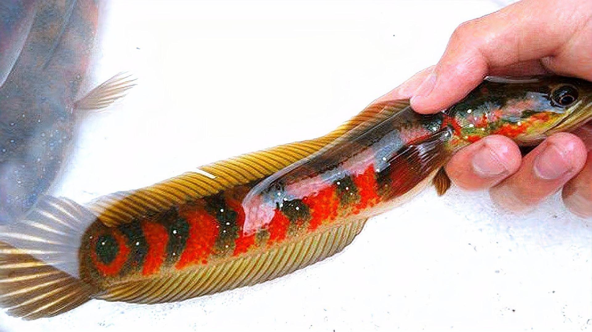 推薦一些更適合新手混養(yǎng)的魚種（這5種“懶人觀賞魚”）