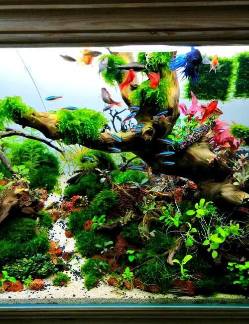 推薦一些更適合新手混養(yǎng)的魚種（這5種“懶人觀賞魚”）