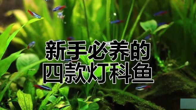 推薦一些更適合新手混養(yǎng)的魚種（這5種“懶人觀賞魚”）