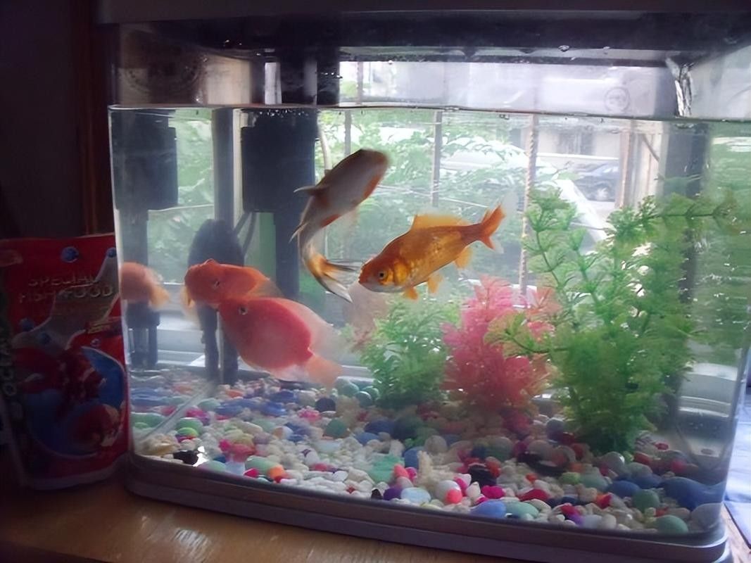 推薦一些更適合新手混養(yǎng)的魚種（這5種“懶人觀賞魚”）