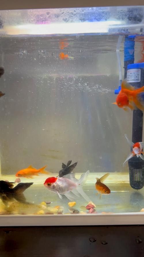 推薦一些更適合新手混養(yǎng)的魚種（這5種“懶人觀賞魚”）
