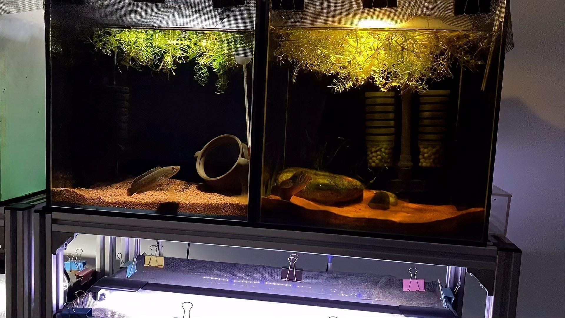 七彩雷龍魚繁殖季節是什么時候？（七彩雷龍魚的繁殖季節）