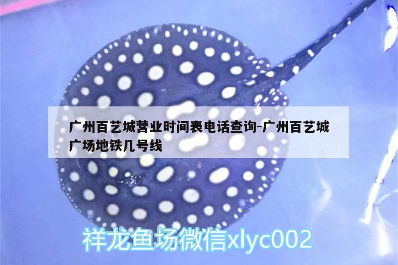 芳村花鳥魚蟲新世界 廣州百藝城營業(yè)時間表電話查詢:廣州百藝城廣場地鐵幾號線(南廣州百藝城營業(yè)時間表) 觀賞魚百科 廣州百藝城營業(yè)時間表電話查詢:廣州百藝城廣場地鐵幾號線(南廣州百藝城營業(yè)時間表) 廣州百藝城營業(yè)時間表電話查詢:廣州百藝城廣場地鐵幾號線(南廣州百藝城營業(yè)時間表) 觀賞魚百科