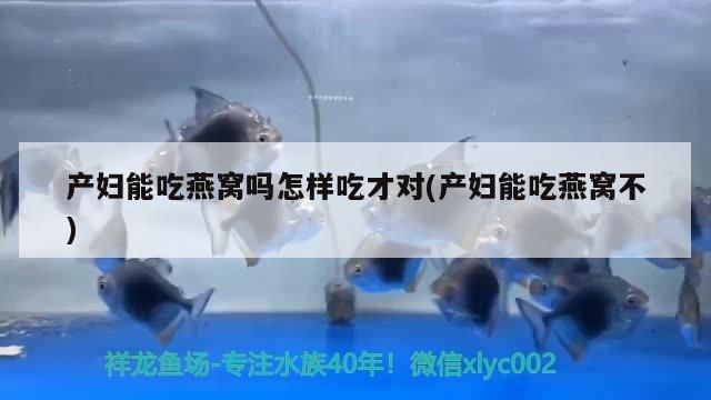 產婦能吃燕窩嗎怎樣吃才對(產婦能吃燕窩不)