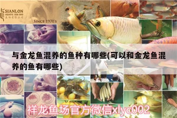 與金龍魚混養的魚種有哪些(可以和金龍魚混養的魚有哪些)