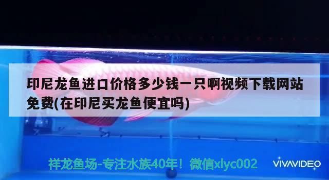 印尼龍魚進口價格多少錢一只啊視頻下載網站免費(在印尼買龍魚便宜嗎)