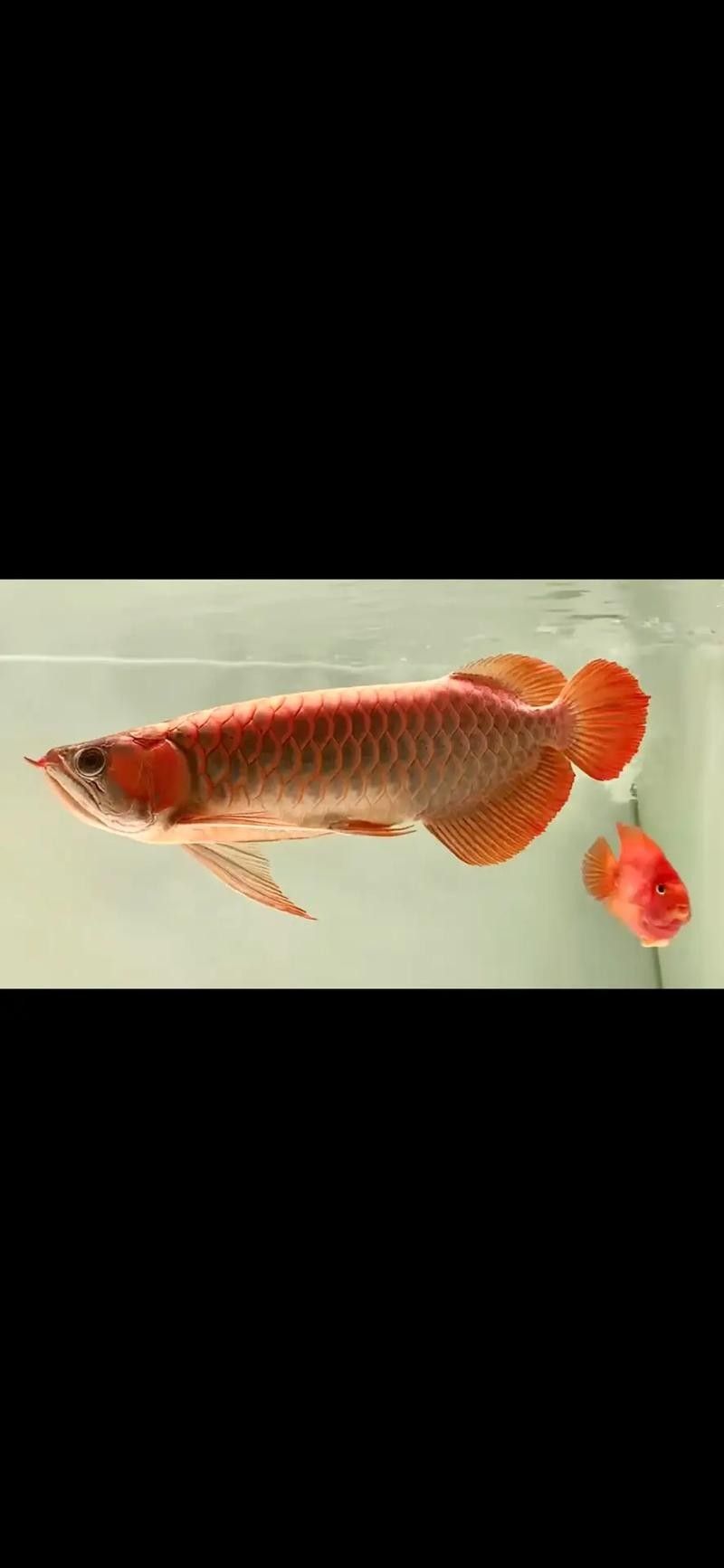 紅龍魚壁紙有哪些主題？（常見的紅龍魚壁紙主題：自然景觀、神話傳說、動物或抽象藝術）