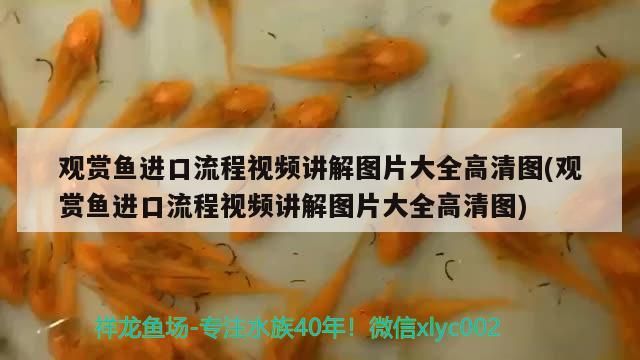 龍魚和海水魚能混養嗎(龍魚與龍魚混養技巧)（龍魚可以和其他種類的魚混養不？）