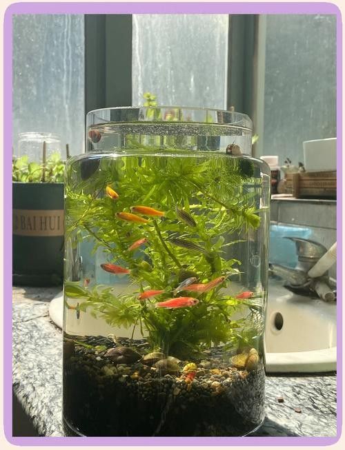 有哪些植物可以放在混養缸里（混養缸中適合放在混養缸中的植物：燈心草金魚藻金魚藻）