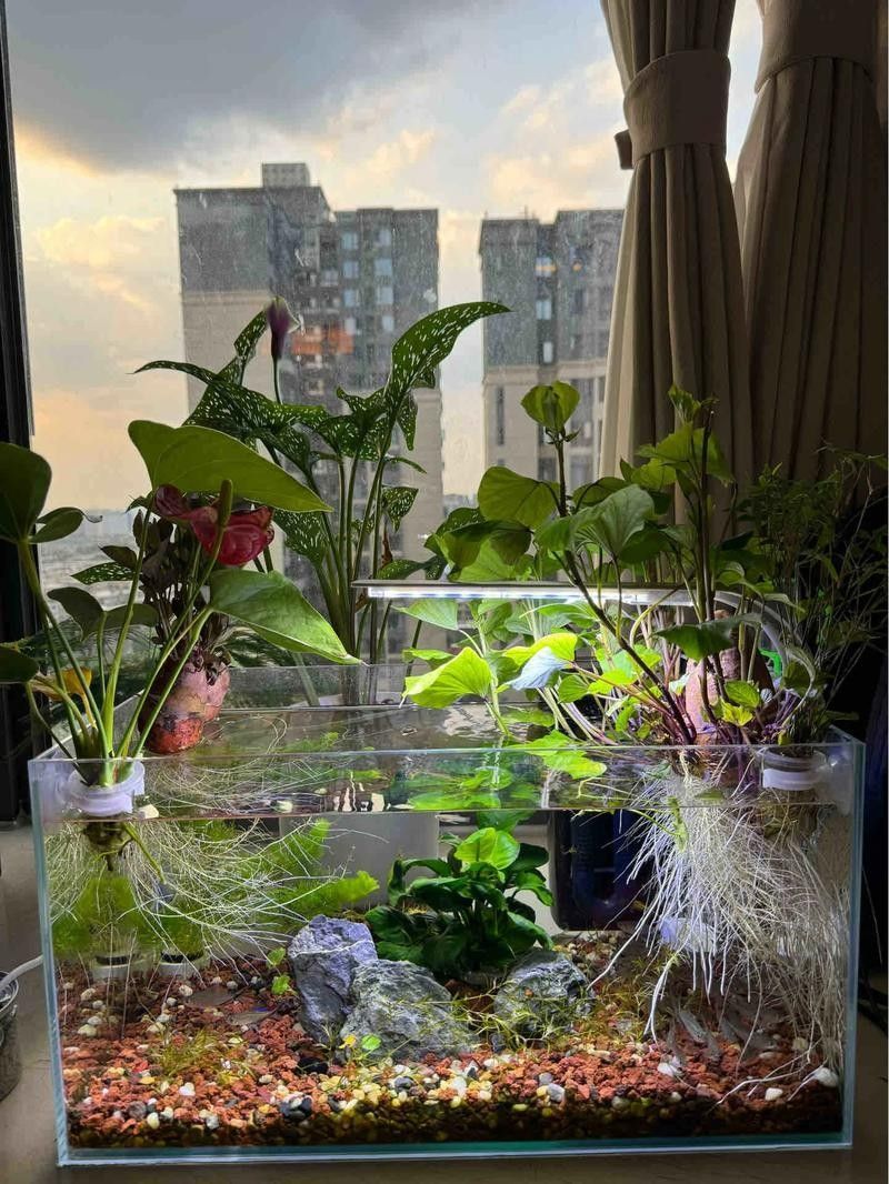 有哪些植物可以放在混養缸里（混養缸中適合放在混養缸中的植物：燈心草金魚藻金魚藻）