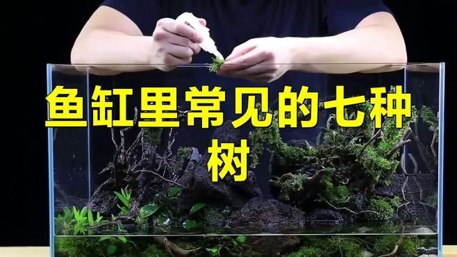 有哪些植物可以放在混養缸里（混養缸中適合放在混養缸中的植物：燈心草金魚藻金魚藻）